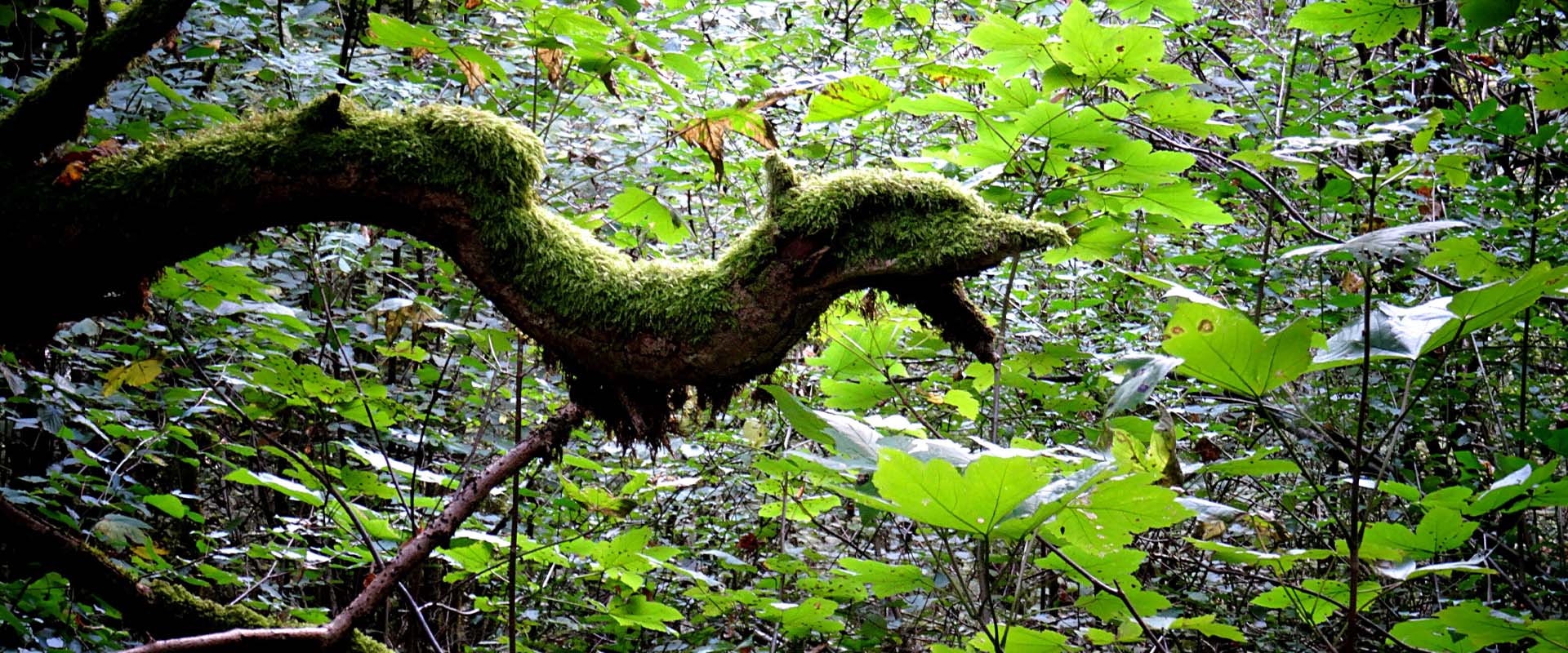Atelier chorégraphique en forêt Atelier chorégraphique en forêt